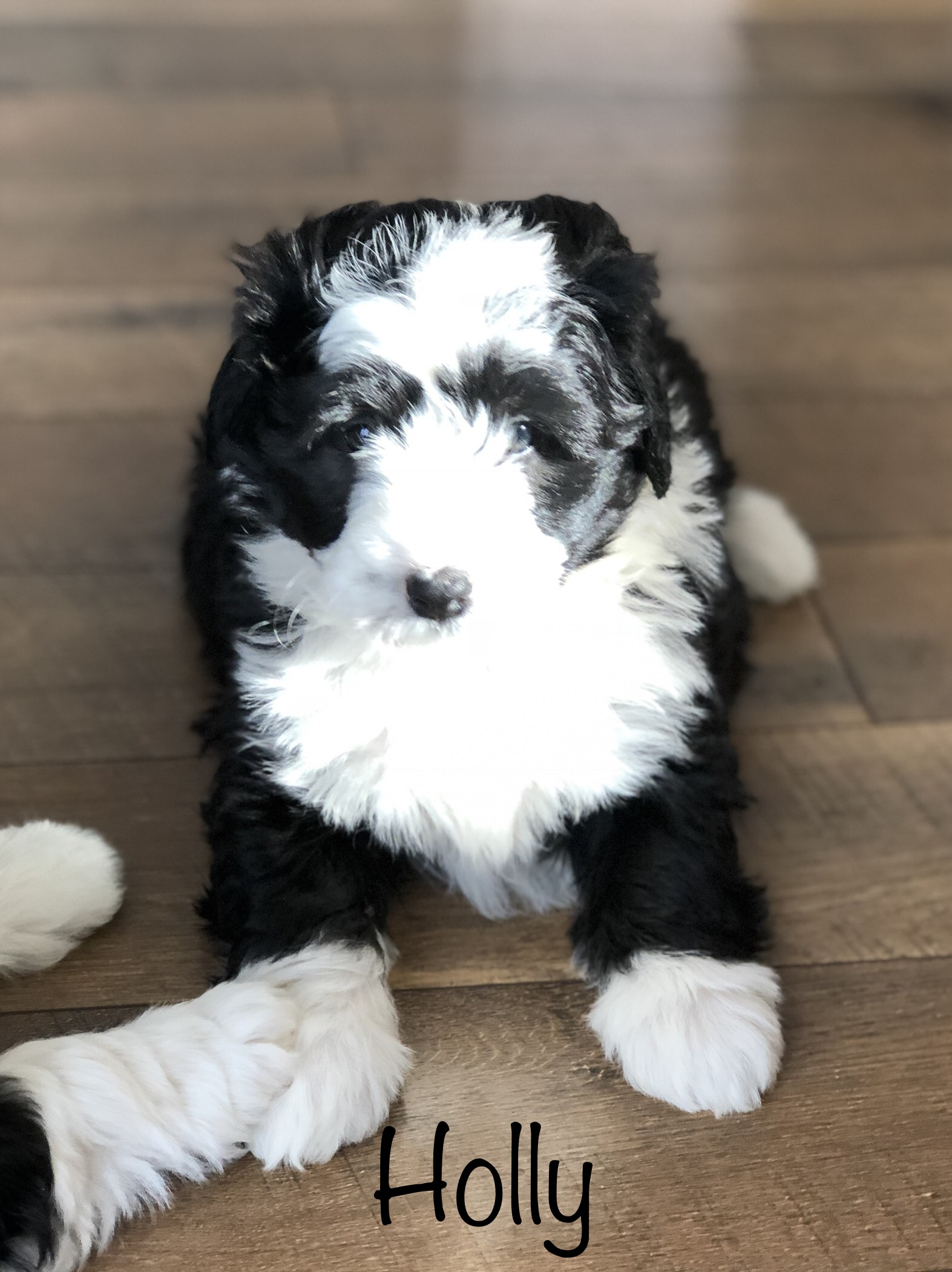 8221B3AE-DCCF-413E-A8AC-1FF8688A78FA – Back Roads Mini Bernedoodles
